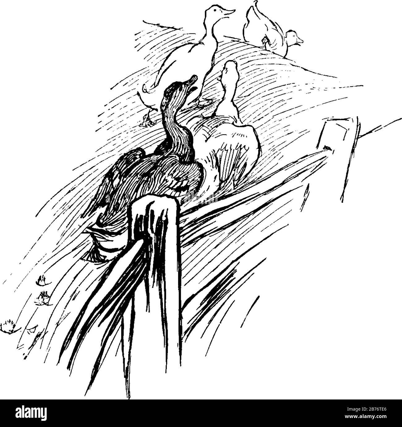 Das Bild zeigt vier Gänse, die neben einem Zaun im Land waddeln. Während sie wehten, hupten und zischten sie wie ein verwirrtes Orchester, vin Stock Vektor