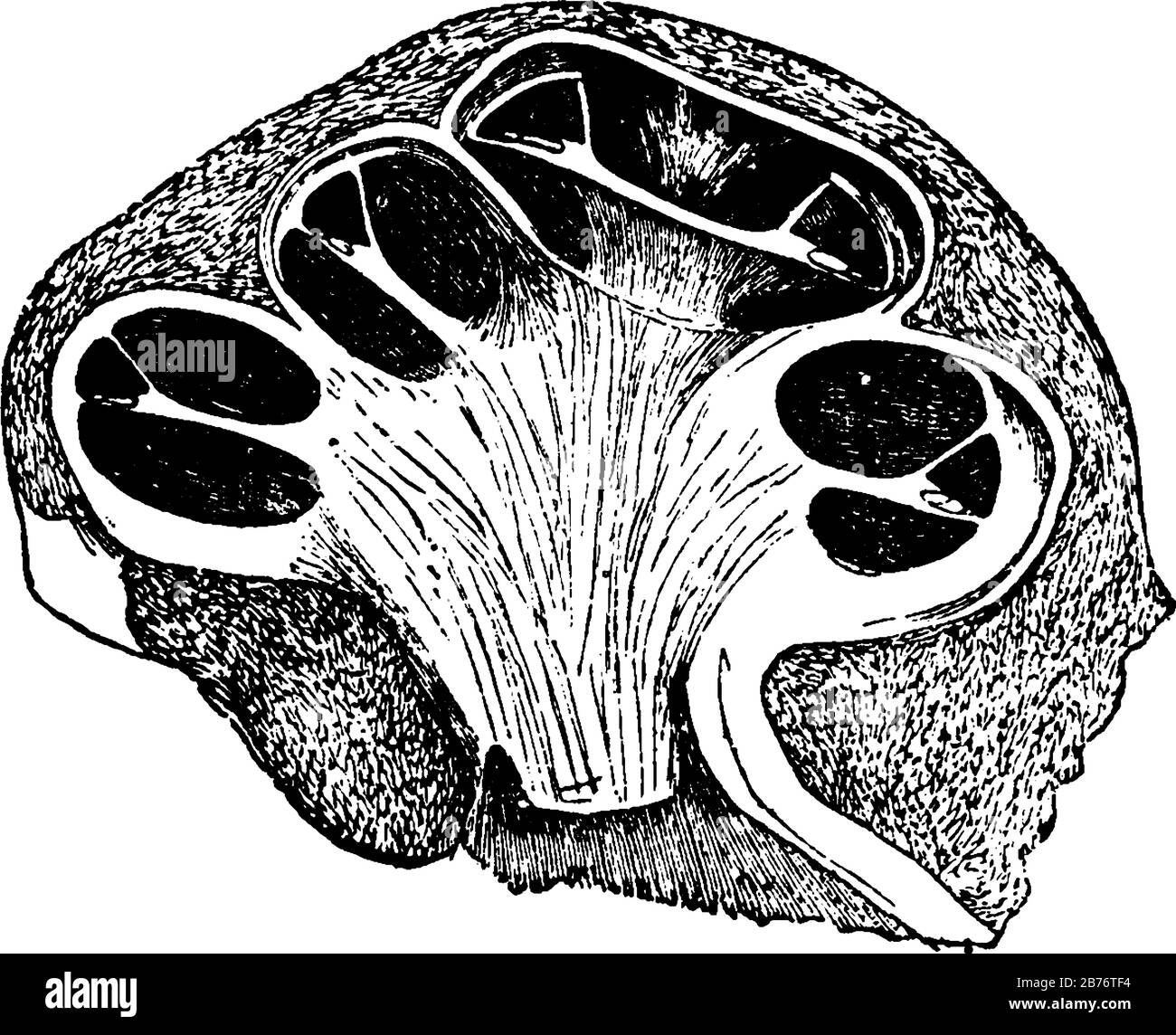 Ein Abschnitt durch die Cochlea in der Linie ihrer Achse, zeigt die drei verschiedenen Bildgrößen in der Cochlea des Ohres darin, dem menschlichen Sinnessystem Stock Vektor