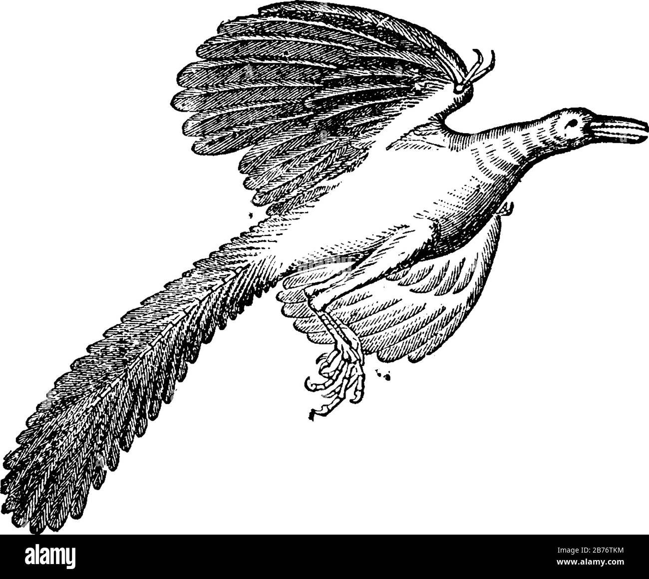 Archaeopteryx, bedeutet alter Flügel, eine Gattung vogelähnlicher Dinosaurier. Dargestellt ist hier, Archaeopteryx (restauriert), aus dem oolitischen Kalkgestein von Solenhofen, Vint Stock Vektor