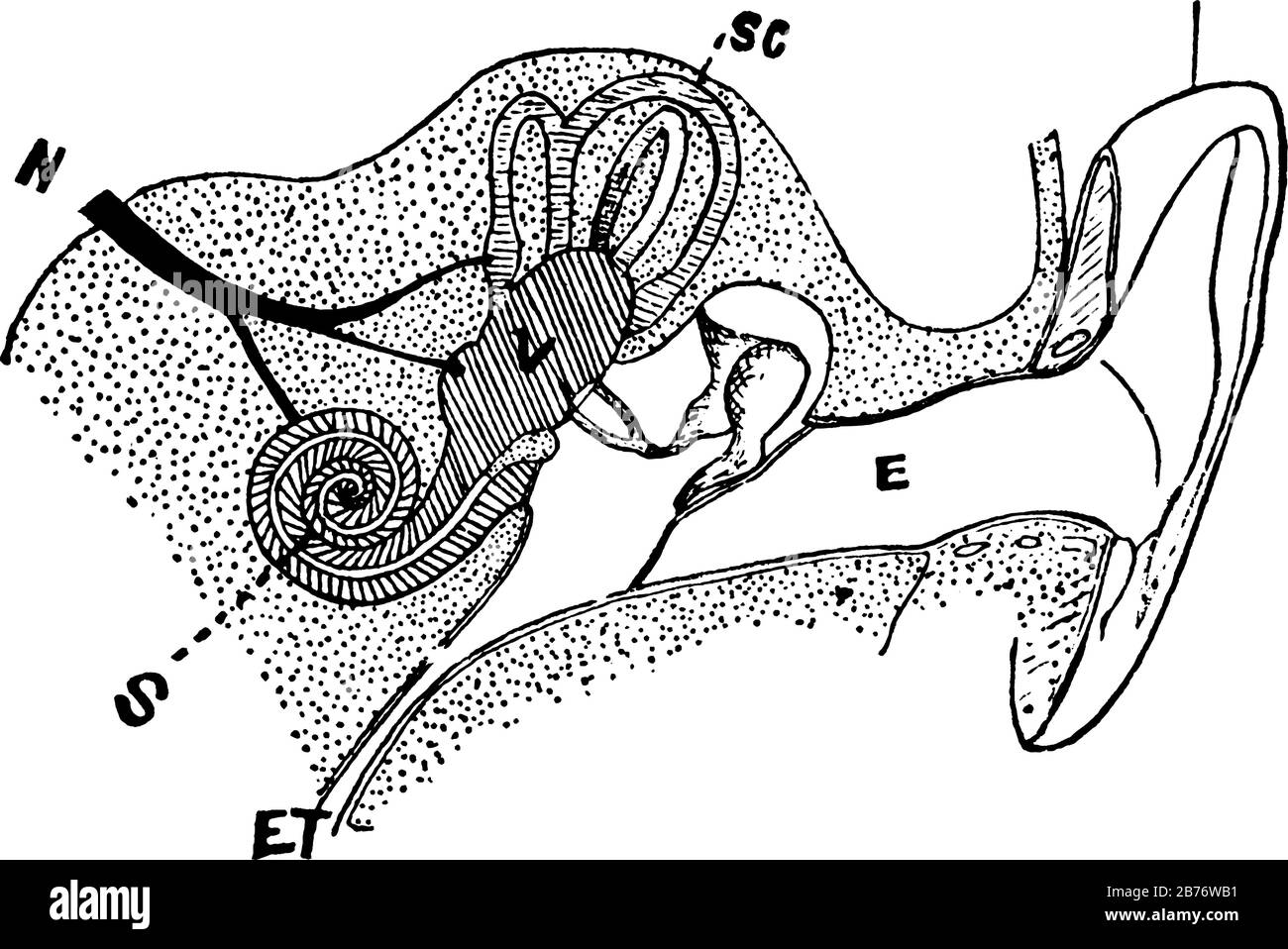 Etiketten: E, externer Kanal; M, im Mittelohr; V, Vestibül; SC, halbrunde Kanäle; N, Gehörnerv; S, Cochlea; ET, Eustachische Röhre, Vintage l Stock Vektor