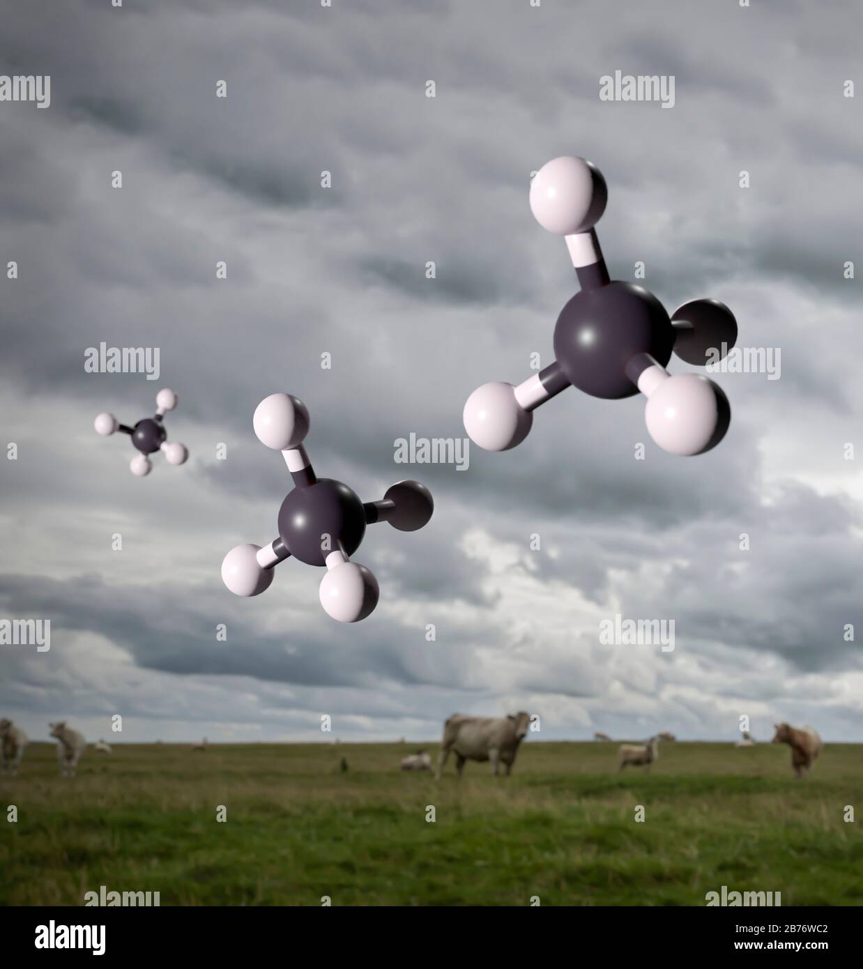 Molekulare Modelle von Methangas vor dem Hintergrund von Rindern und Schafen. Die Wiederkäuerung von Nutztieren ist eine wichtige Quelle für Methanemissionen. Obwohl weltweit viel weniger Methan ausgestoßen wird als Kohlendioxid, hat es ein globales Erwärmungspotential um das 25-fache von C2O und ist somit ein sehr bedeutsames Treibhausgas. Stockfoto
