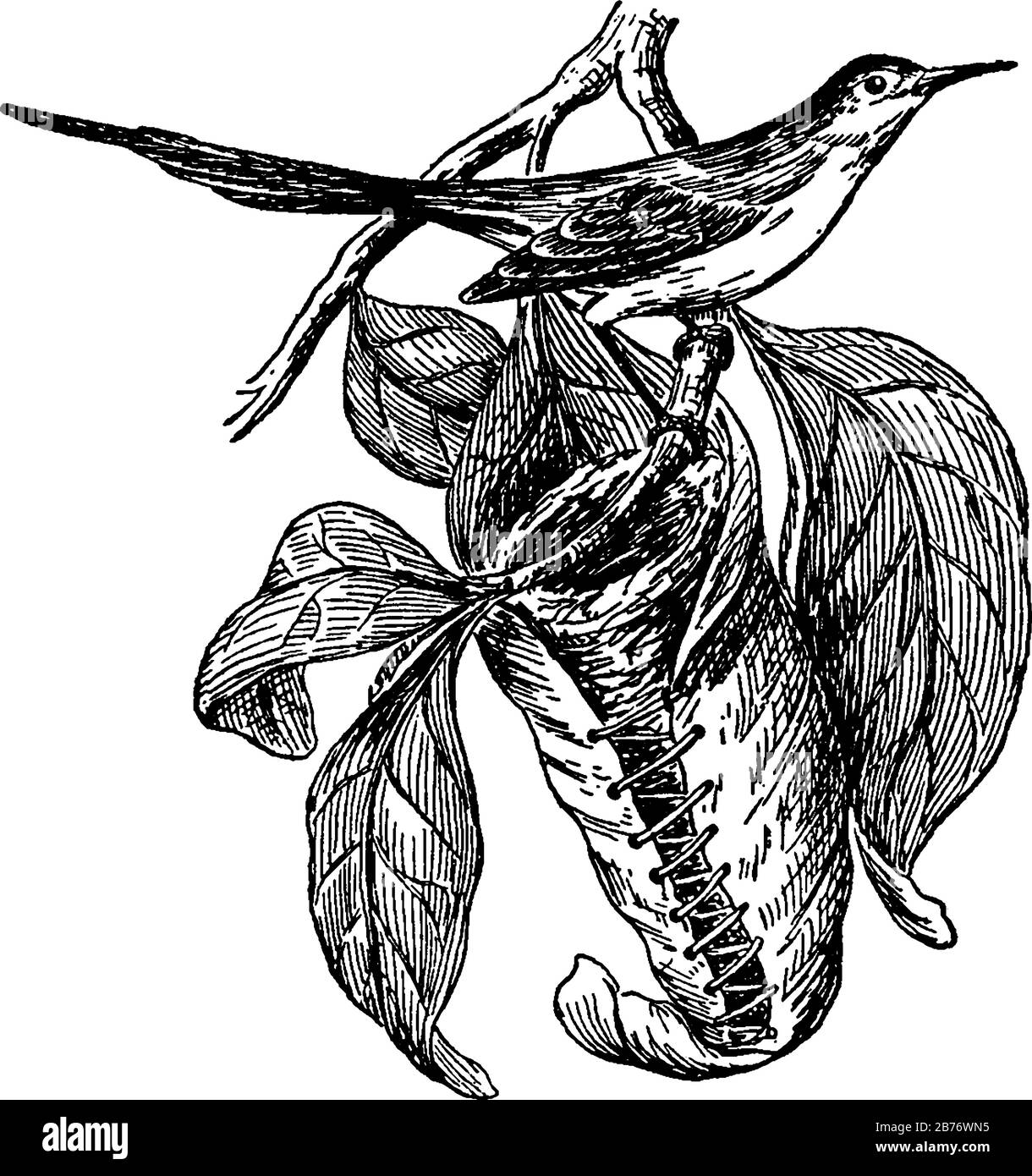 Ein in Indien, Malaysia und auf den Philippinen heimischer Liedvogel, der so aus seiner neugierigen Gewohnheit genannt wurde, Blätter zu einem Nest zusammennähen zu lassen, zeigt er den im Stock Vektor