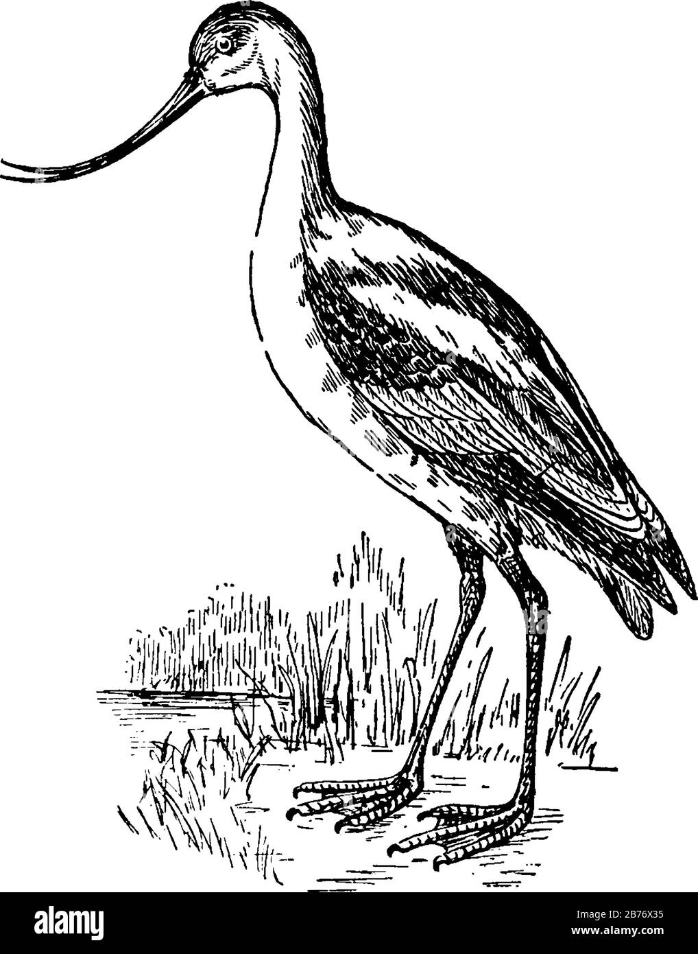 Ein Wattvogel, der in warmen Klimazonen gefunden wird, hat lange Beine, fegt seine langen und dünnen hochgebogenen Scheine von Seite zu Seite, wenn er in den salzhaltigen Feuchtgebieten füttert, vint Stock Vektor