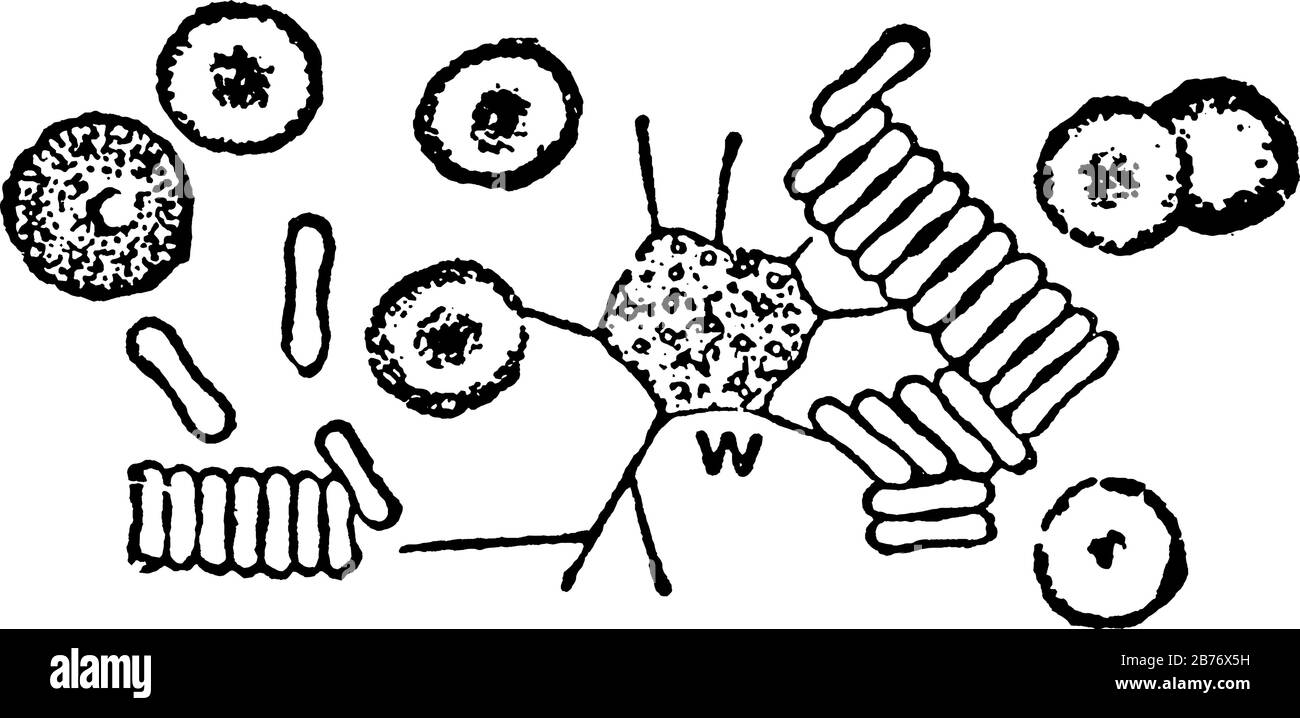 Rote und weiße Blutkörperchen (Zellen), die darin drei verschiedene Bilder in der Zellbiologie zeigen, Vintage-Linien-Zeichnung oder Gravur Stock Vektor