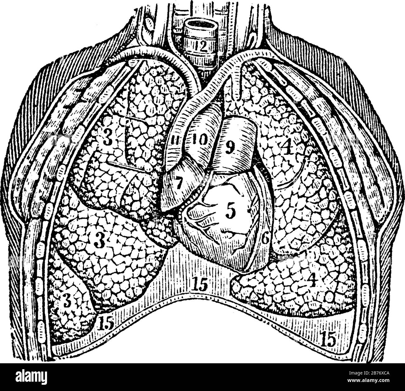 Die Lunge. Etiketten: 3; die Lappen der rechten Lunge. 4; die Lappen der linken Lunge. 5, 6, 7; das Herz. 9, 10, 11; die großen Blutgefäße und andere; V Stock Vektor