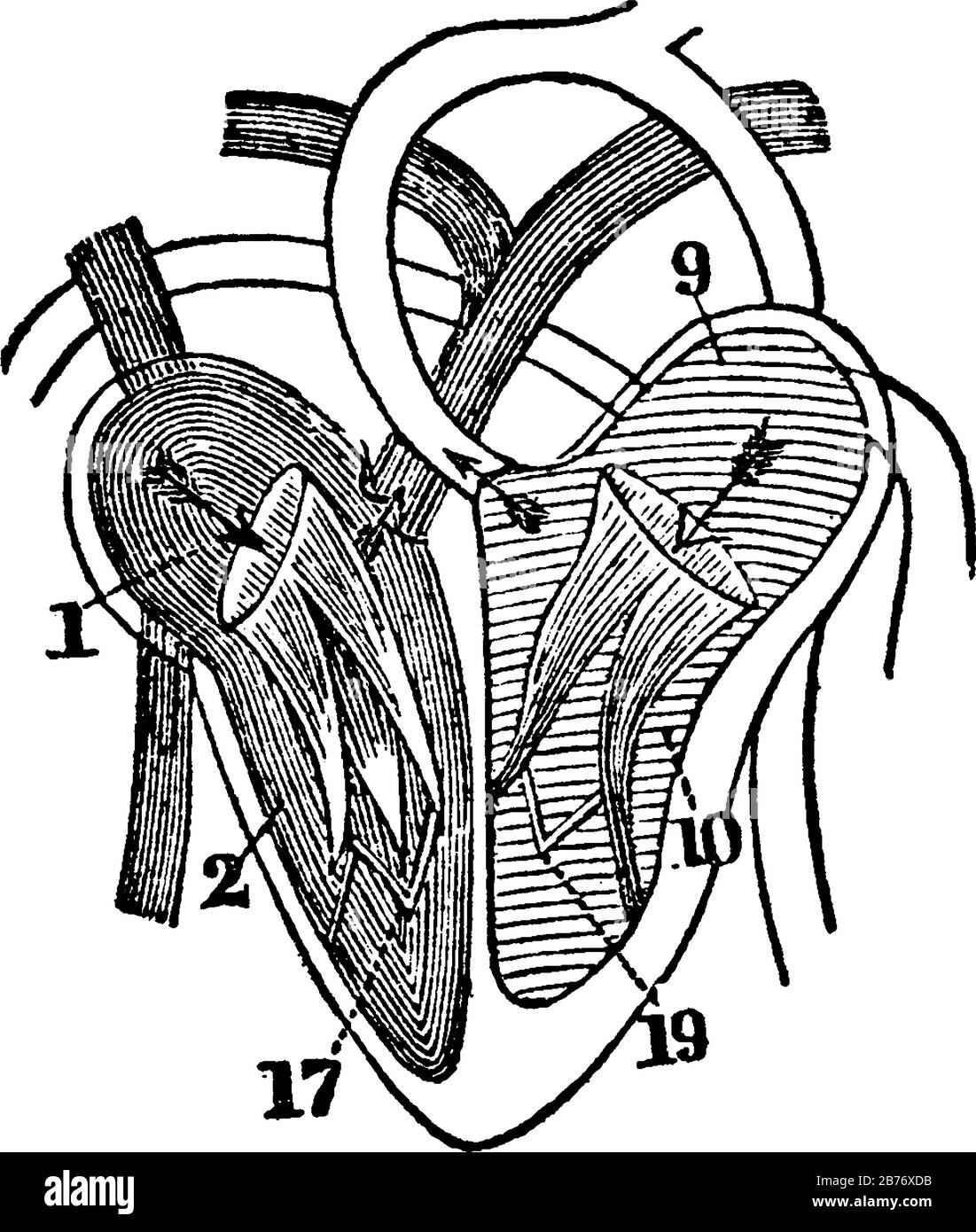 Ein Diagramm des Herzens. Etiketten: 1, Rechte Aurikel. 2, Rechter Ventrikel. 9, Linke Aurikel. 10, Linker Ventrikel. 17, Trikuspidalventile. 19, Mitral Valves, VI Stock Vektor