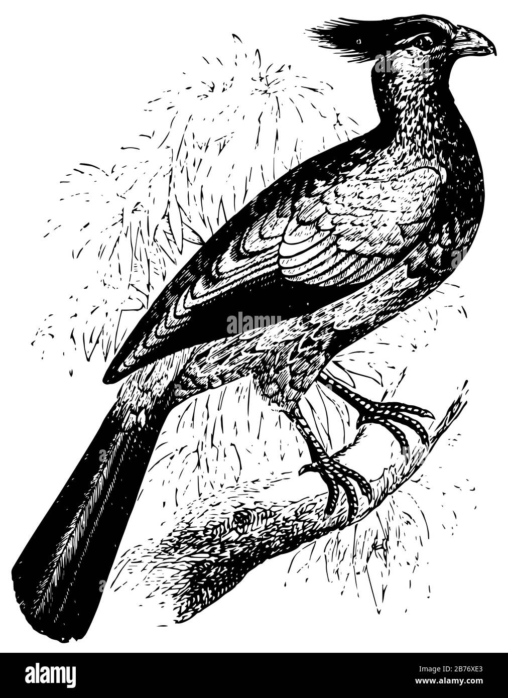 Crested Touraco ist eine Art afrikanischer Vogel-, Vintage-Linien-Zeichnung oder Gravier-Illustration. Stock Vektor