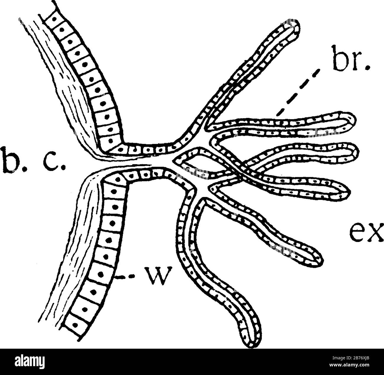 Etiketten: B.c., Hohlraum, in dem die Körperflüssigkeiten zirkulieren; br., branchiale Filamente, die aus der Körperwand (w) ausgedünnt werden; und andere, vin Stock Vektor