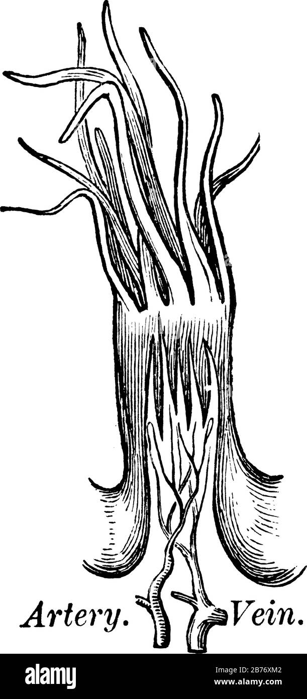 Filiforme Papillen sind fadenähnlich und die zahlreichsten der sprachlichen Papillen, die den Großteil des Dorsums der Zunge, der Vintage-Linie oder des eng abdecken Stock Vektor