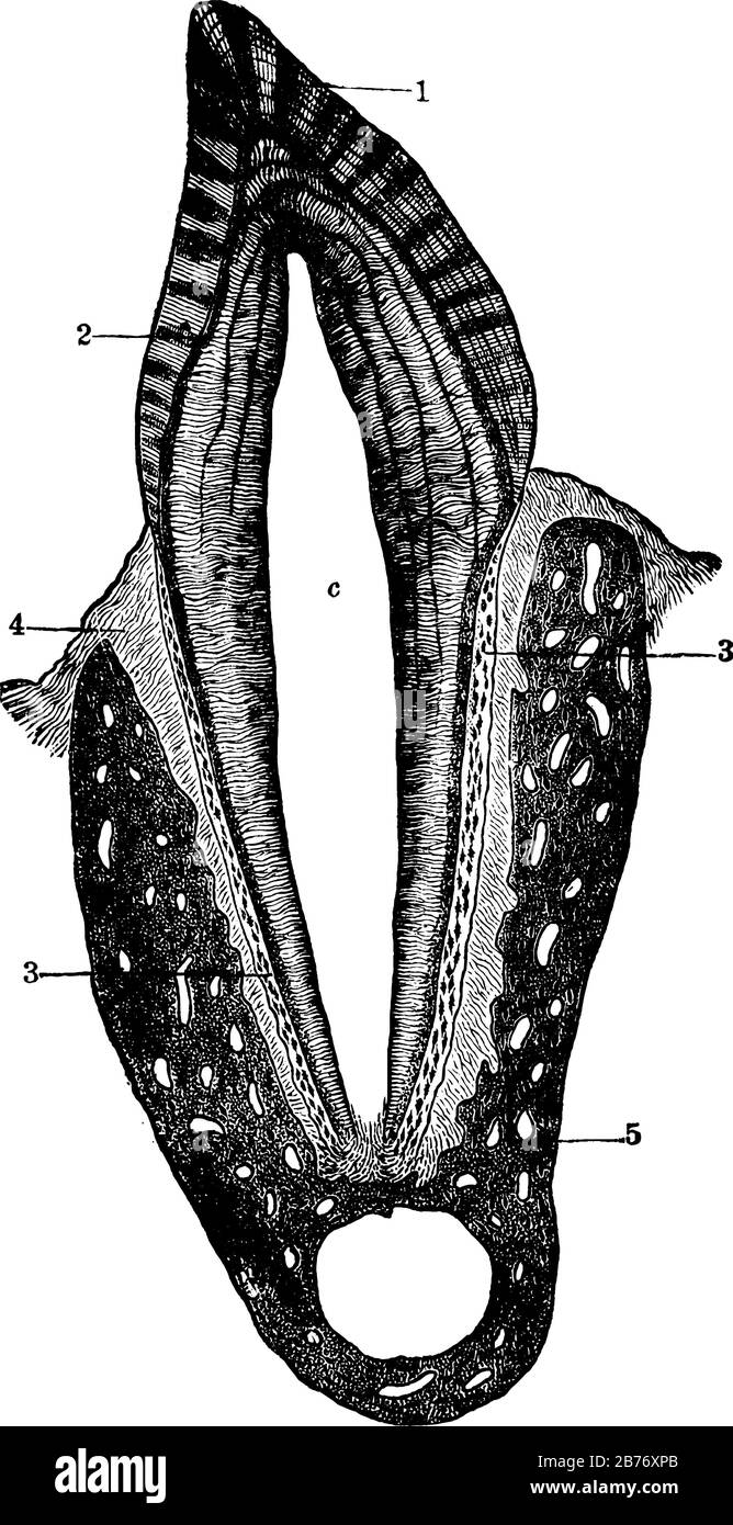 Querschnitt eines menschlichen Zahns, der Emaille, Dentin, Zellstoffhöhle, Gummi, apikales Foramen und alveolären Knochen, Vintage-Linien-Zeichnung oder Gravur umfasst Stock Vektor