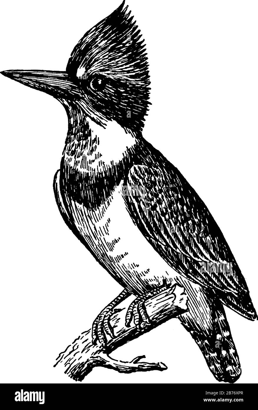 Der Königsfisher-Vogel zeigt drei verschiedene Bilder darin, Vintage-Linien-Zeichnung oder Gravur Stock Vektor