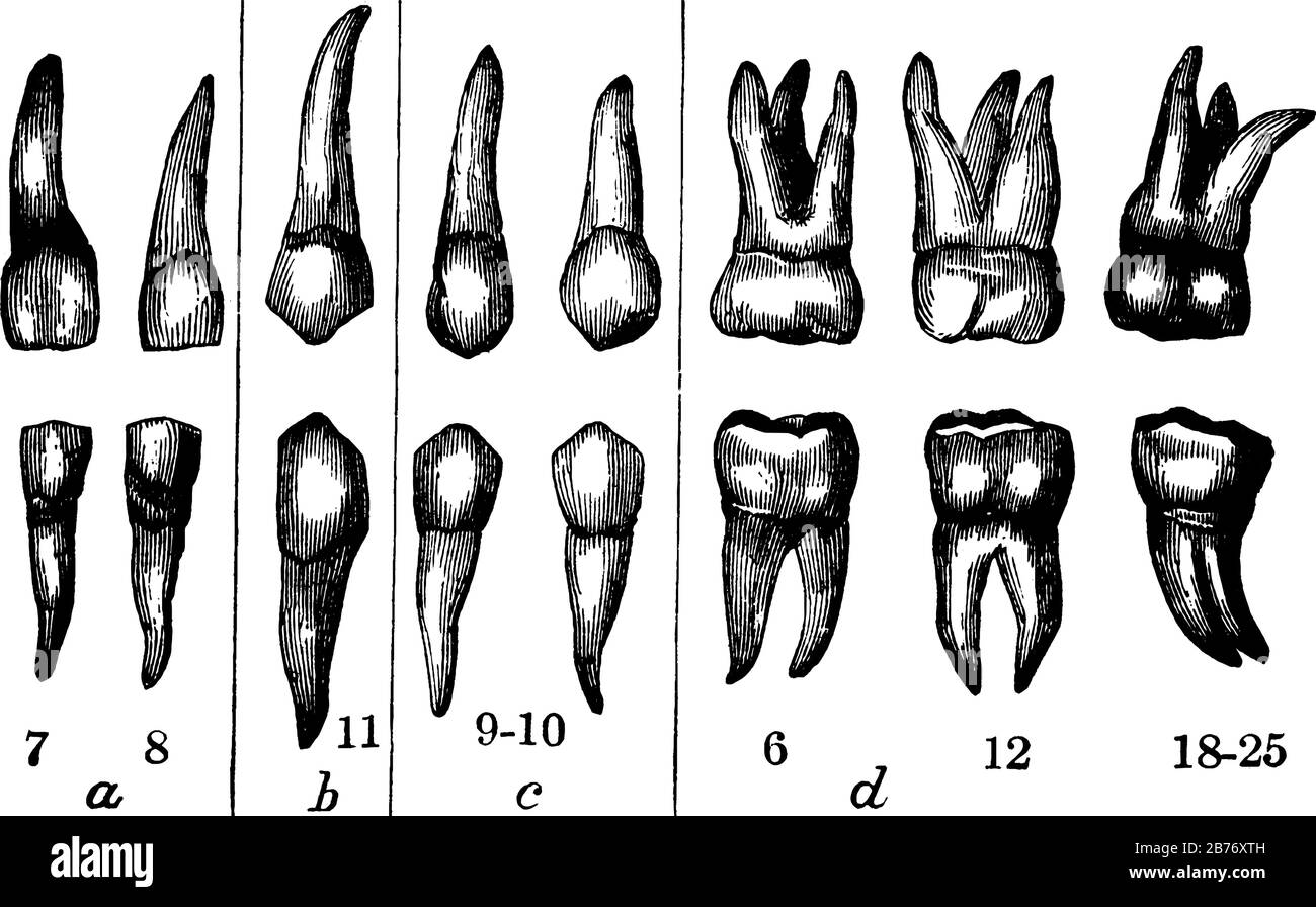 Die bleibenden Zähne der rechten Seite. Die Zahlen zeigen an, in welchem Alter sie erscheinen; mit den Teilen, a, Schneidezähnen; b, Caninen; c, Prämolaren; d, Molaren, vin Stock Vektor