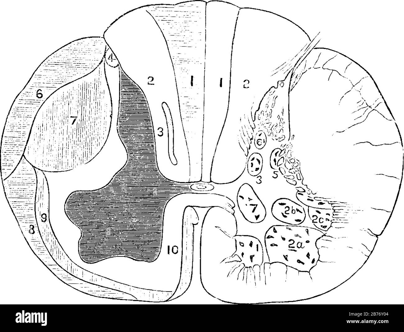 Abschnitt eines Rückenmarks, von dem eine Hälfte die Trakte der weißen Substanz zeigt, und die andere Hälfte (rechts) zeigt die Position der Nervenzellen, VI Stock Vektor