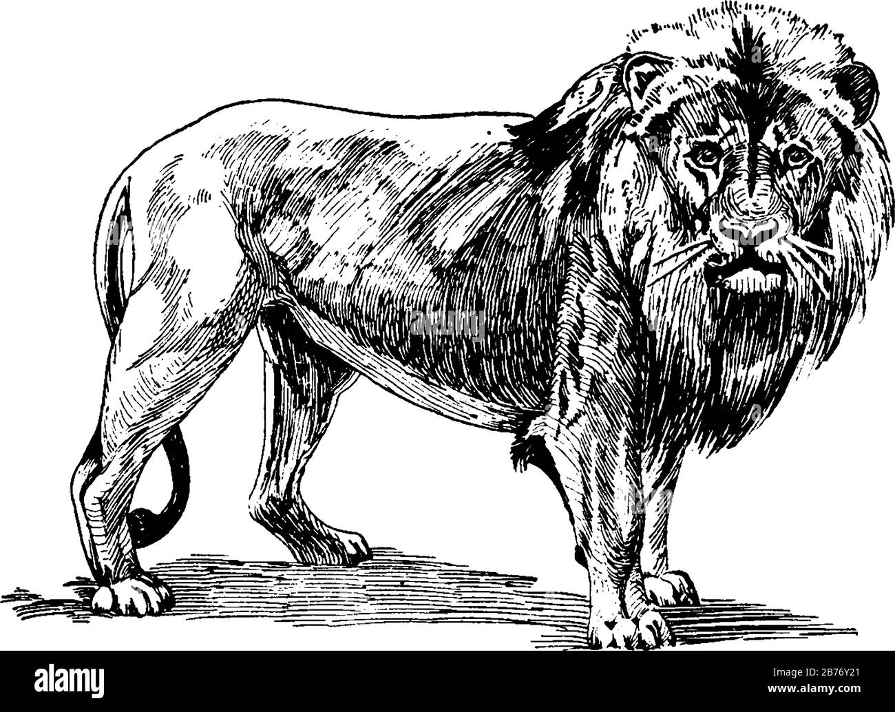 panthera-leo-Spezies, eine muskulöse, tief gehüpfte Katze mit kurzem, abgerundetem Kopf, reduziertem Hals und runden Ohren und einem haarigen Büschel am Ende ihres Schwanzes, Stock Vektor
