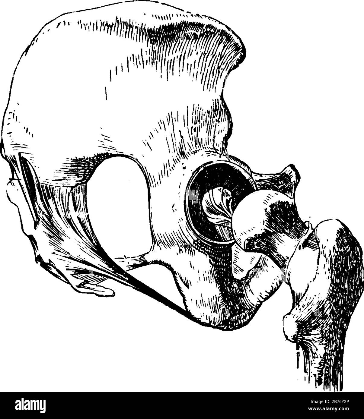 Hüftgelenk, das Kugelgelenk, das ein Bein mit dem Stamm des Körpers verbindet, mit abgenommenen Bändern, mit Ausnahme des auf dem Oberschenkelkopf, Vinta Stock Vektor