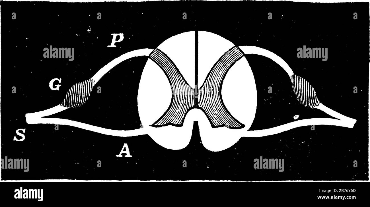 Repräsentiert den Spinalnerv. Beschriftungen: P, hintere Wurzel eines Spinalnervs; G, Ganglion; A, anteriore Wurzel; S, Spinalnerv, Vintage-Linie Zeichnung oder engr Stock Vektor