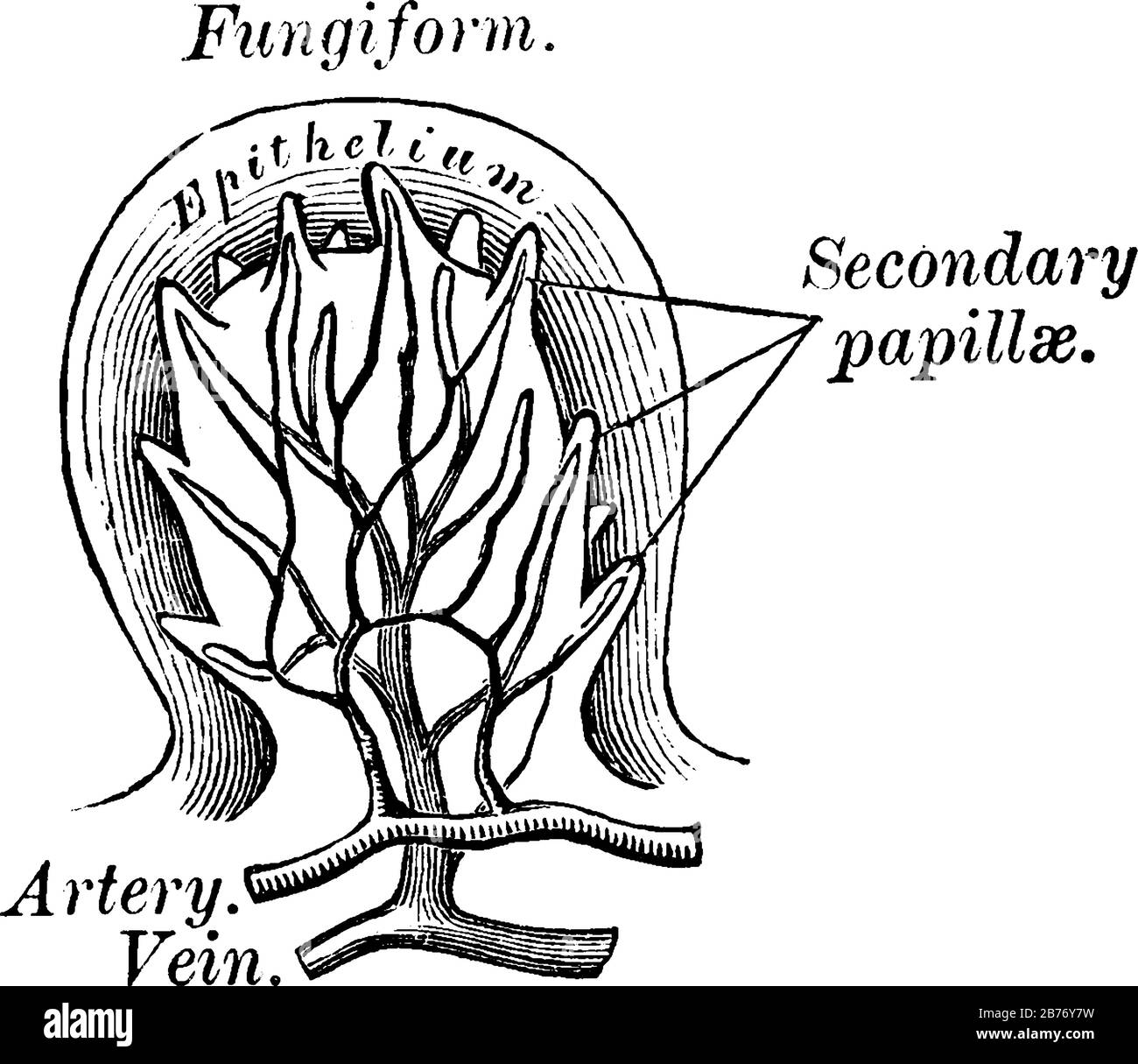 Fungiform-Papillen sind pilzartig und sind hochgradig vaskularisierte Papillen, die den Großteil des Dorsums der Zunge, der Vintage-Linien-Zeichnung oder der Gravur abdecken Stock Vektor