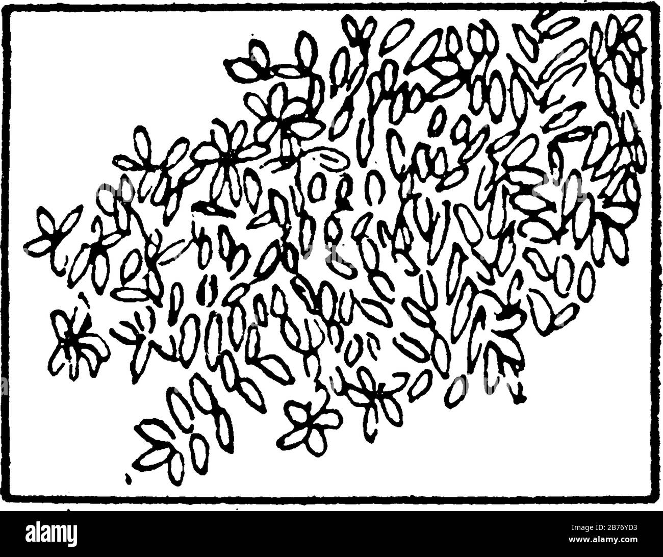 Die typische Darstellung von Mangroven auf einer topografischen Karte, Vintage-Linien-Zeichnung oder Gravurdarstellung. Stock Vektor