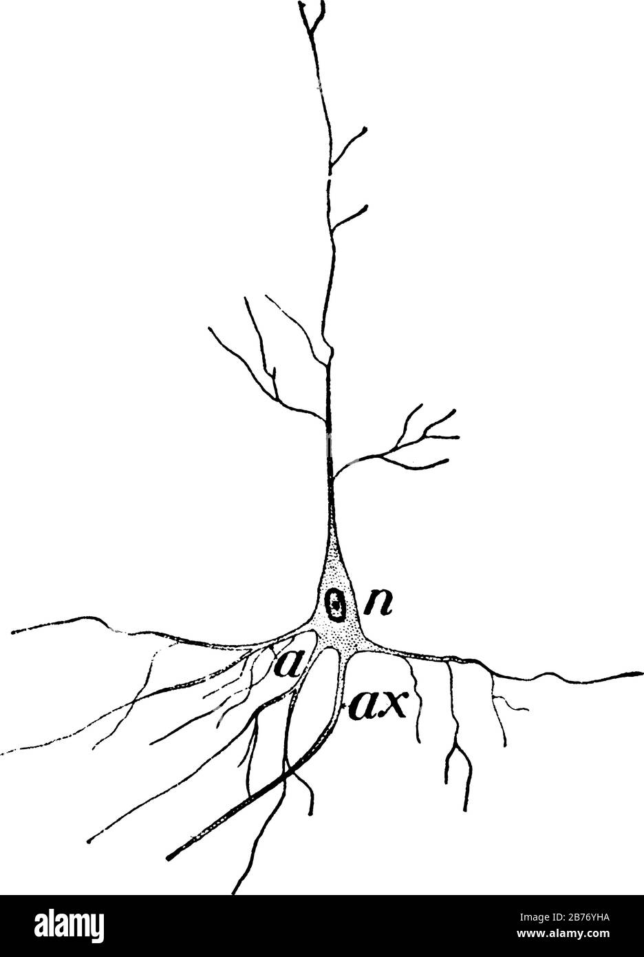 Es handelt sich um ein Bild der Nervenzelle, des Kerns des Nervus, das hier gezeigt wird und drei verschiedene Bilder in der darin befindlichen Nervenzelle, klassische Strichzeichnung oder Gravur zeigt Stock Vektor