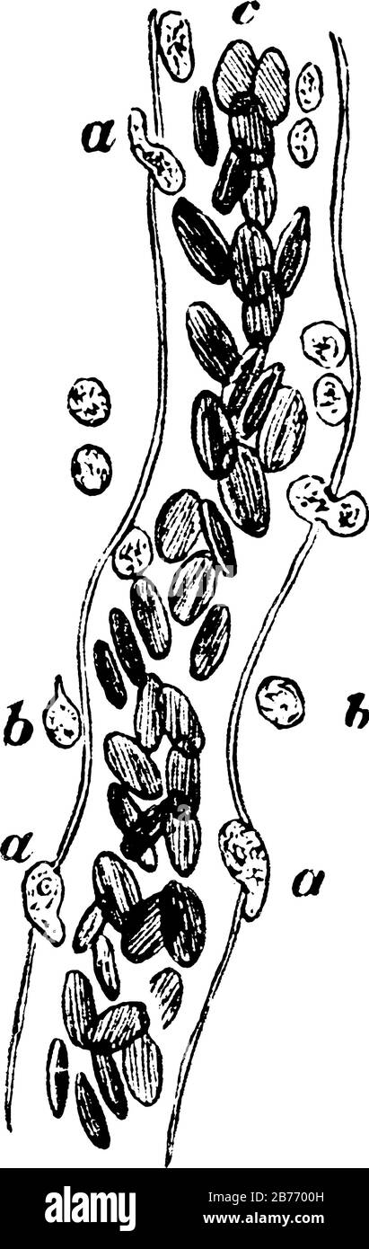 Eine große Kapillare aus dem Mesenterium des Frosches, acht Stunden nach der Reizung, zeigte Auswanderung von Leukozyten, mit Teilen beschriftet, Vinta Stock Vektor