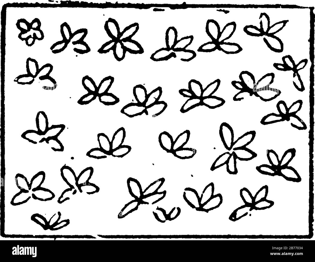 Die typische Darstellung von Palmetten auf einer topografischen Karte, Vintage-Linien-Zeichnung oder Gravurdarstellung. Stock Vektor