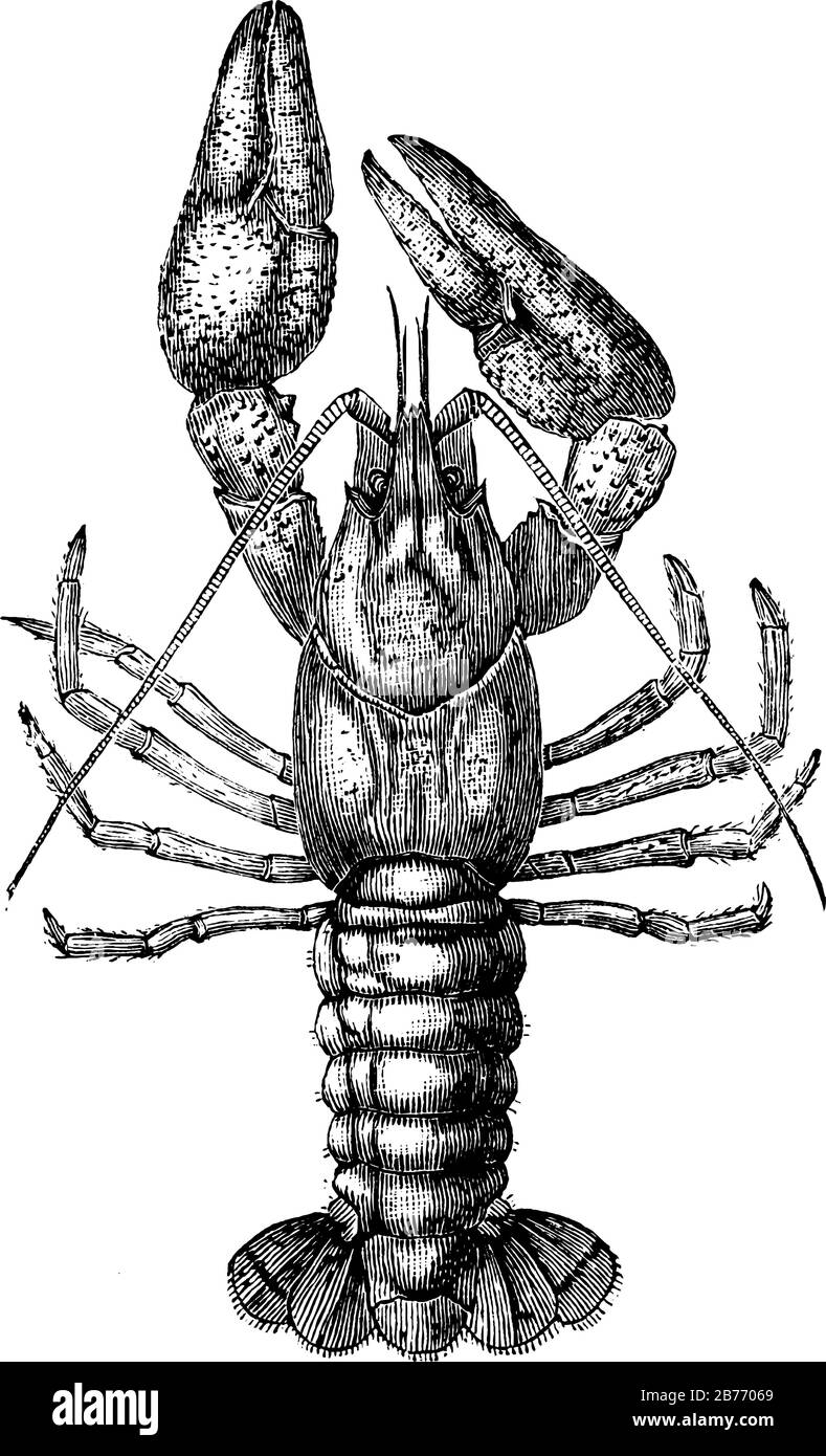 Der Arthropod, der Süßwasserkrebse, ähnelt kleinen Hummern und atmet durch federartige Kiemen, die in Bächen und Bächen gefunden werden, Vintage-Linien-Draw Stock Vektor