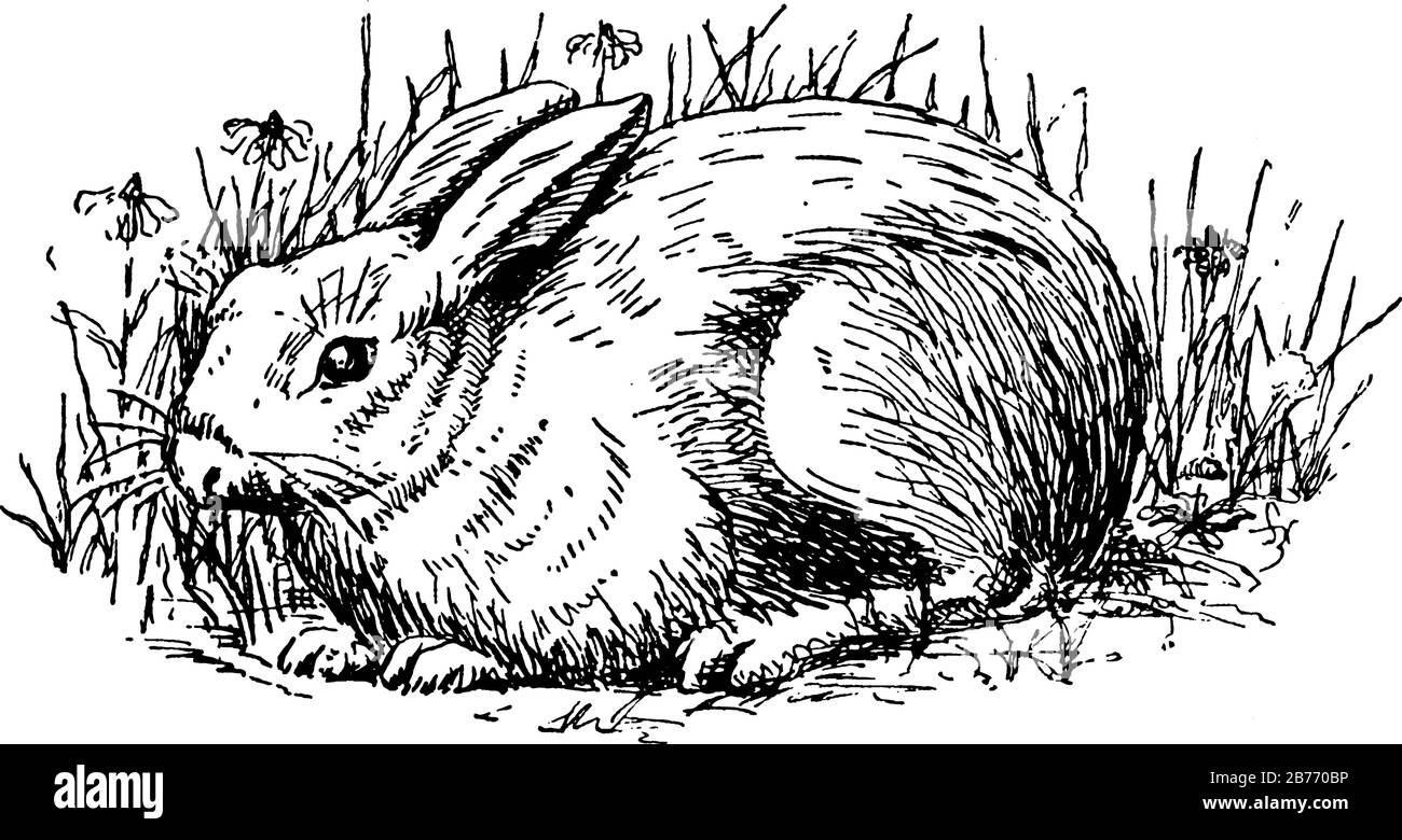 Ein kleines Säugetier mit vielen Sorten, die als Haustiere beliebt sind. Es zeigt das kleine Kaninchen in drei verschiedenen Bildgrößen, Vintage-Linien-Zeichnung oder Gravur Stock Vektor