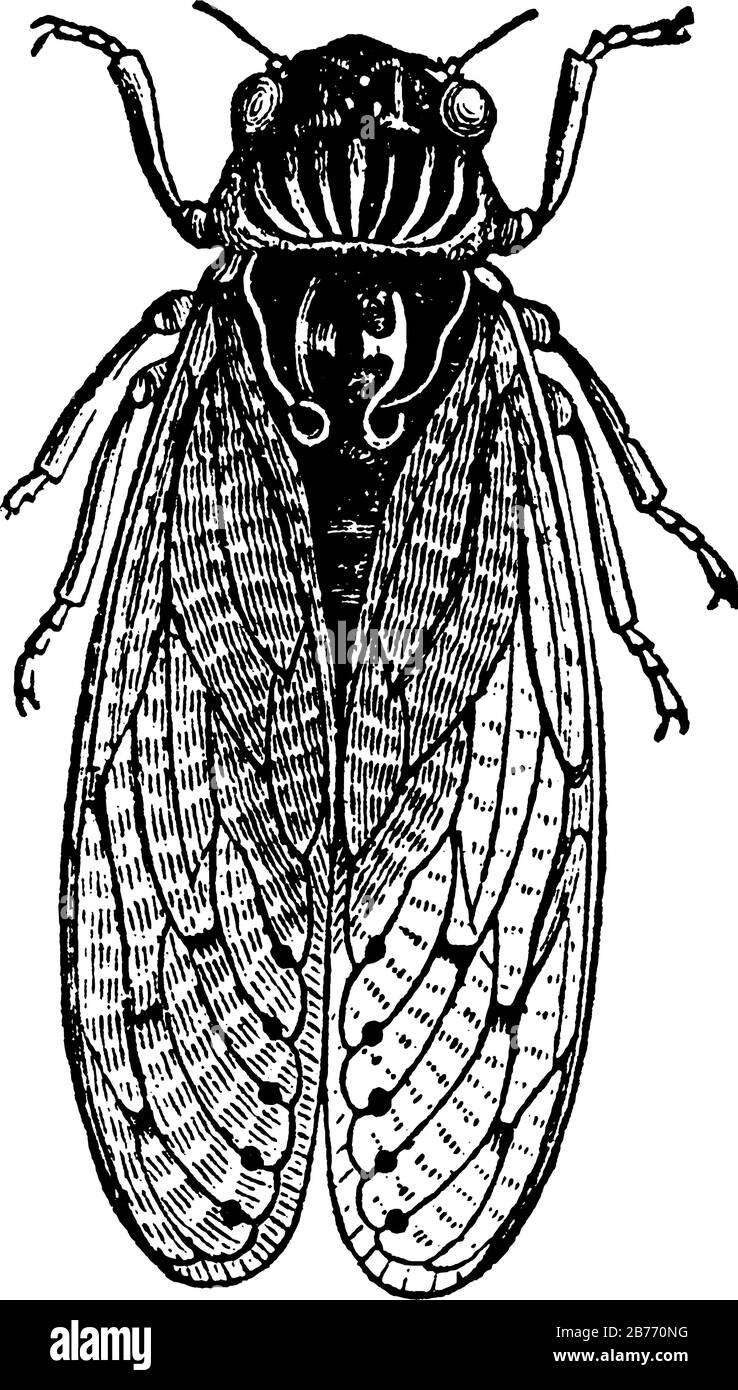 Große Insekten mit markanten Augen setzen weit auseinander, kurze Antennen, membranöse Vorderflügel und haben ein außergewöhnlich lautes Lied, das bei den meisten Arten produziert wird Stock Vektor