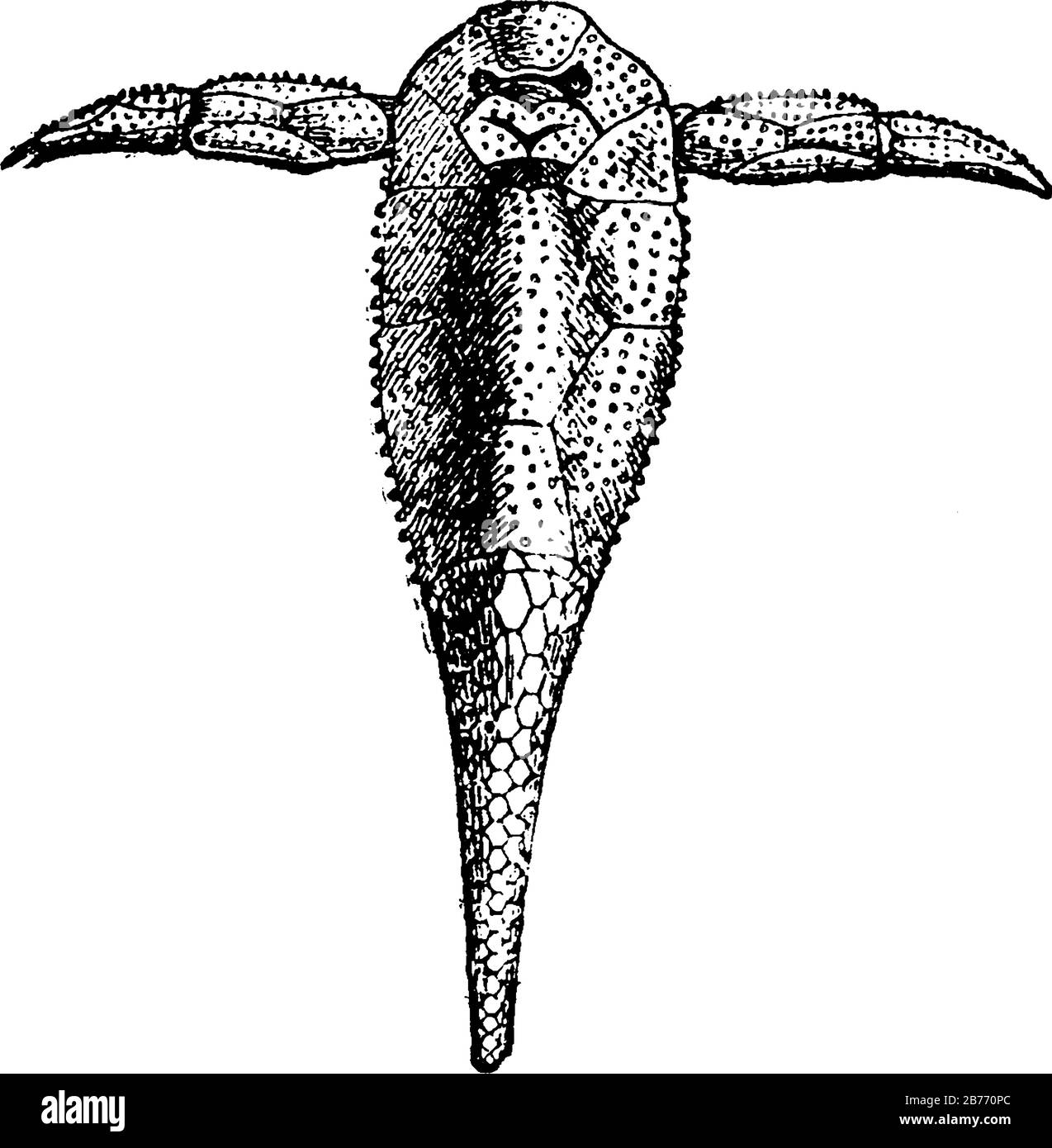 Pterichthyoden ist eine Gattung von Antiarch-Placoderm-Fischen aus der devonischen Zeit, deren Fossilien in Schottland entdeckt wurden. Hier zeigen: Pterichthys Milleri, Stock Vektor
