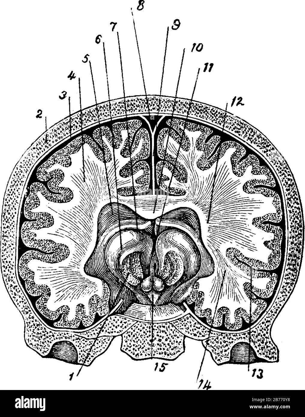 Das Gehirn ist das Hauptorgan der lebenden Organismen, einschließlich Wirbeltieren und Wirbellosen. Er gilt auch als der Hauptteil des Nervensystems, Stock Vektor