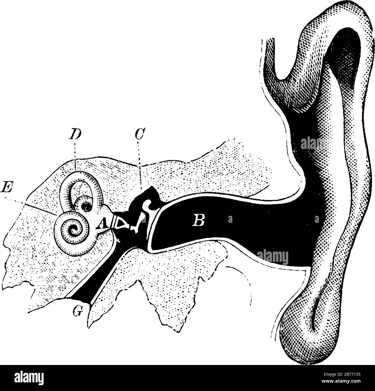 Das menschliche Ohr. Etiketten: A, Vorraum oder Vorkammer; B, Gehörgang; C, Hammer, Amboss und Rührwerk; D, halbrunder Kanal und anderes Vinta Stock Vektor