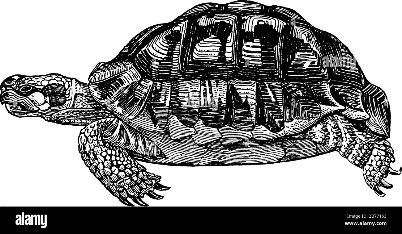 Eine Schildkröte, Reptilienart der Familie Testudinidie, zieht ihre Hälse und Köpfe direkt nach hinten in die Schale zurück, um sie zu schützen, Vintage-Linie Stock Vektor