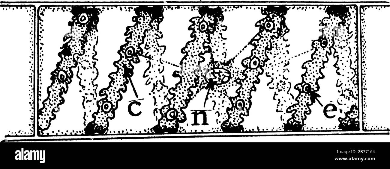 Bei dieser Art handelt es sich um freischwimmende Grünalgen. Gezeigt wird hier B, Zelle von Spirogyra, mit spiralförmigem Chloroplast an c, Zellkern an n und Pyrenoid an e Stock Vektor