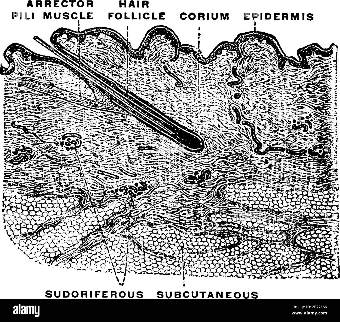 Querschnitt der menschlichen Haut, zwei von drei Hauptschichten Dermis und Epidermis sind abgebildet, Vintage-Linien-Zeichnung oder Gravierzeichnung. Stock Vektor