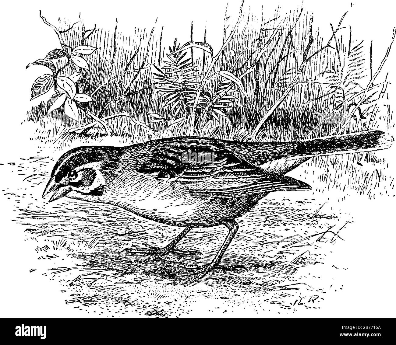 Ein großer amerikanischer Sparren, der kleine, plumpen, meist braune und graue Vögel mit kurzen Schwänzen, kräftigen Schnäbeln, weißen Augenbrauen und Kronenstreifen sind, Vintag Stock Vektor