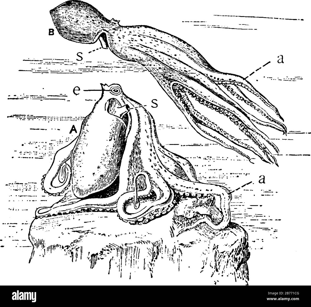 Der Teufelsfisch (Octopus) mit den beschrifteten Teilen, A, in Ruhe; B, Schwimmen. A, Arme, mit Saugern auf dem inneren Aspekt; e, Auge und s, Siphon oder Trichter, Stock Vektor