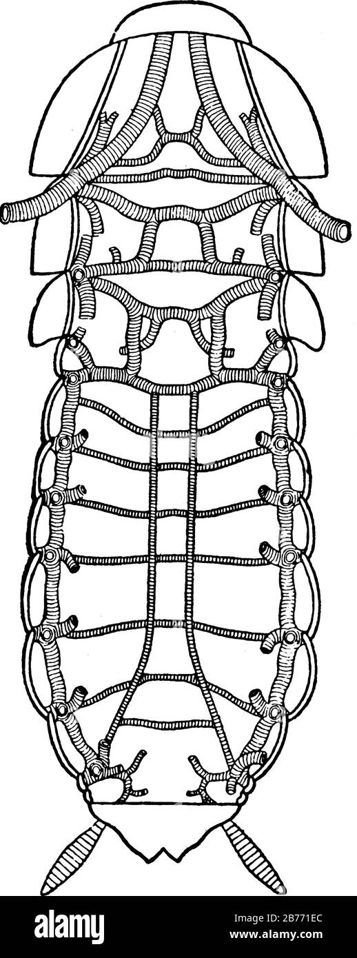 Eine typische Darstellung von Periplaneta. Ansicht der Anordnung der Hauptstämme des Trachealsystems, Vintage-Zeichnung oder Gravur schlecht Stock Vektor