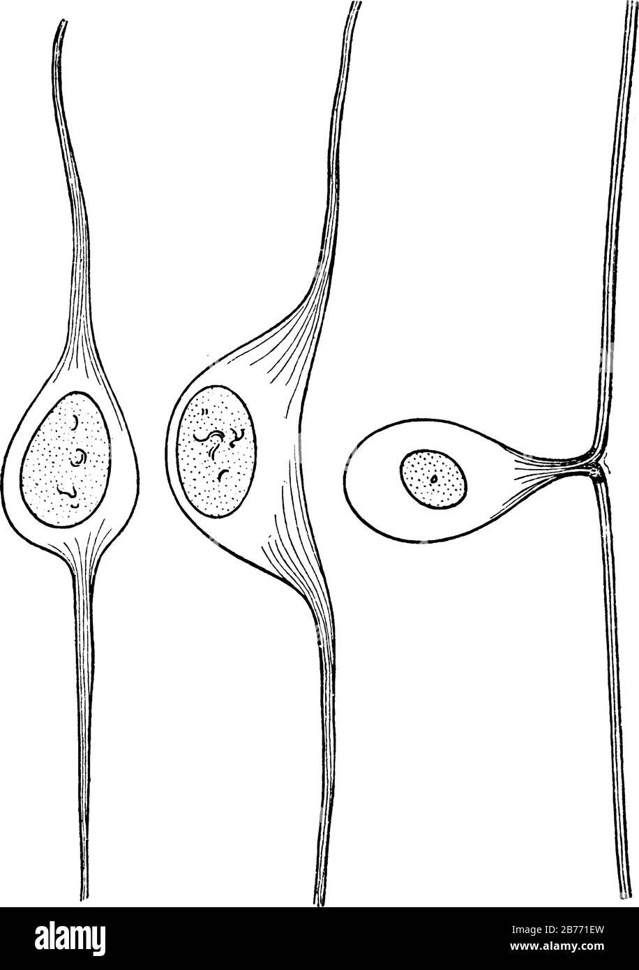 Entwicklung einer Zelle aus dem Spinalganglion. Ein Spinalganglion ist ein Cluster von Neuronen, einem Ganglion in einer dorsalen Wurzel eines Spinalnervs. , Vintage lin Stock Vektor