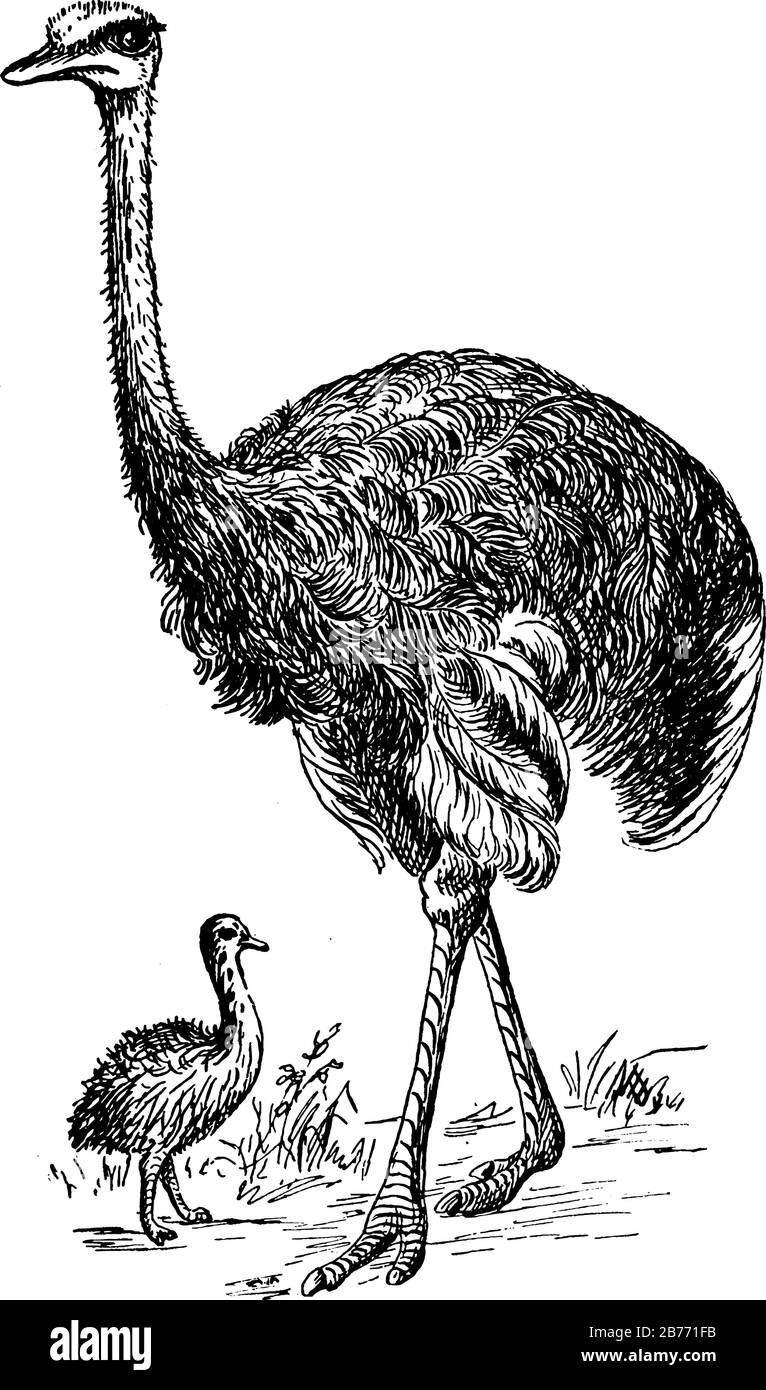 Der Strauß ist der größte Vogel, der in Afrika und Asien heimisch ist und drei verschiedene Bildgrößen darin zeigt, er zeigt zwei Strauße in der afrikanischen Tierwelt, Stock Vektor