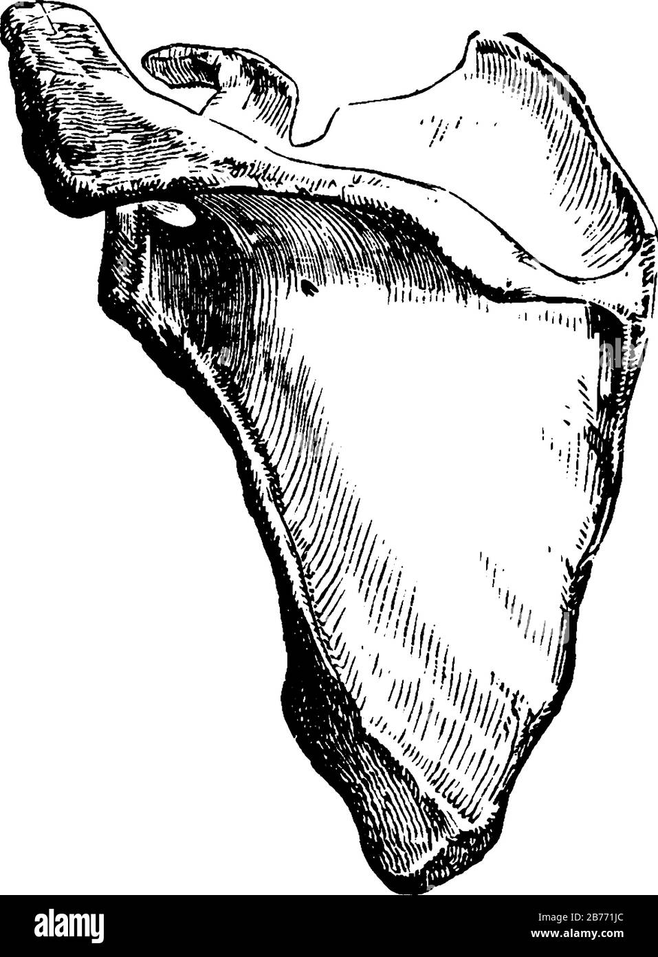 Der Scapula-Knochen oder das Schulterblatt ist der Knochen, der den Humerus (Oberarmknochen) mit dem Schlüsselbein (Kragenbein), Vintage-Linienzeichnung oder en verbindet Stock Vektor