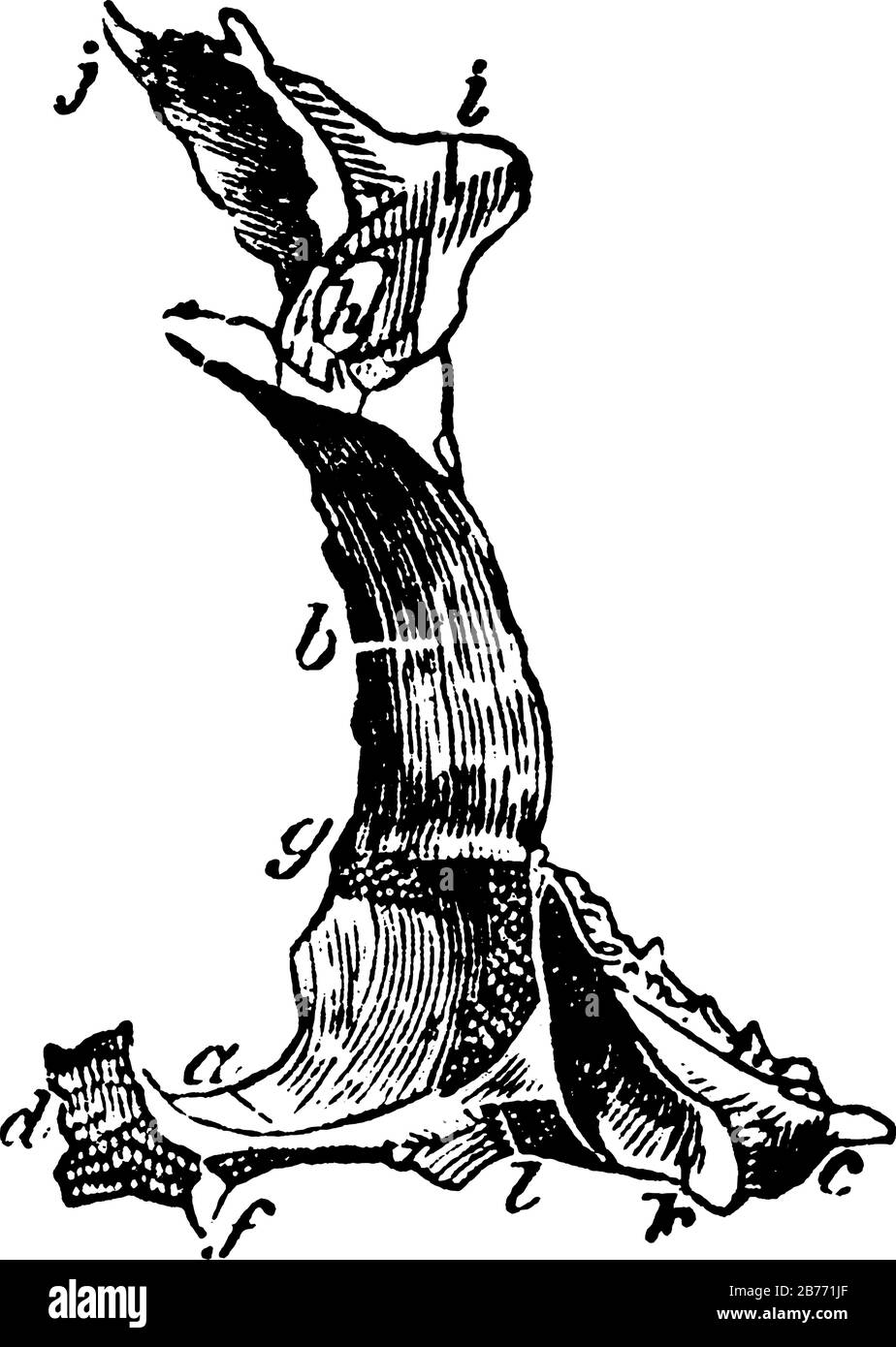 Der Gaumenbein ist eine dünne horizontale knöcherne Platte, die aus zwei Knochen besteht, die sich im Munddach befinden, Vintage-Linien-Zeichnung oder Gravurzeichnung. Stock Vektor