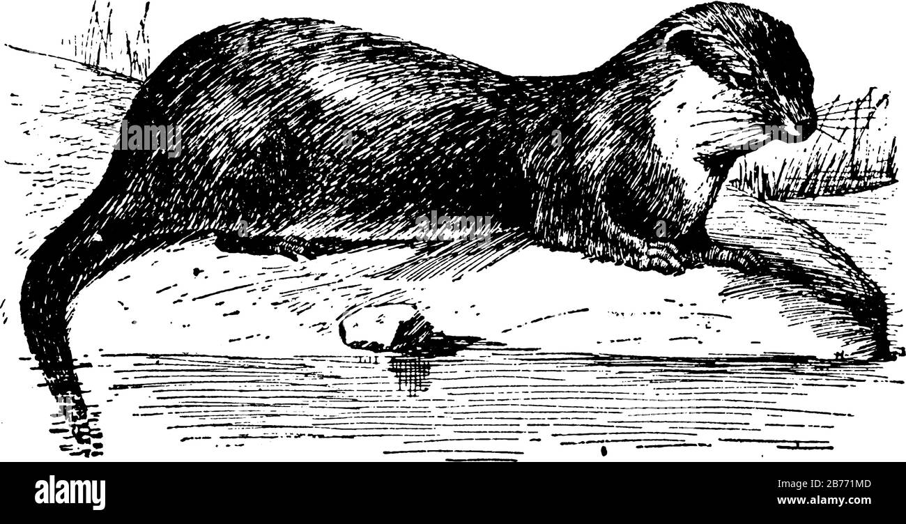 Als in Nordamerika heimisches Säugetier zeigt es drei verschiedene Bildgrößen darin, maritime Säugetiere zeigen in Meeresotter darin, Vintage-Linie Zeichnung o Stock Vektor