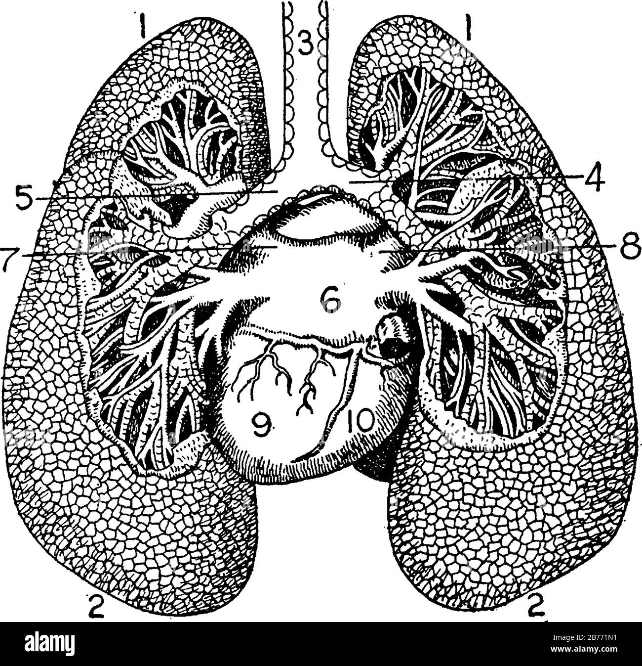 Die Lunge mit den Teilen, 1, Gipfel der Lunge; 2, Basis der Lunge; 3, Luftröhre; 4, Rechter Bronchus; 5, Linker Bronchus; 6, Linker Herzrasen; und andere, Stock Vektor