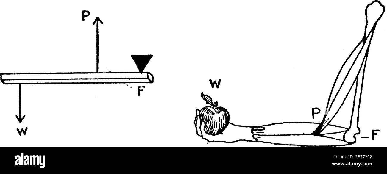 Der Hebel Der Dritten Klasse Hat Die Kraft Zwischen Gewicht Und Drehpunkt Ein Nahmaschinen Laufband Und Unterarm Sind Einige Seiner Beispiele Vintage Stock Vektorgrafik Alamy