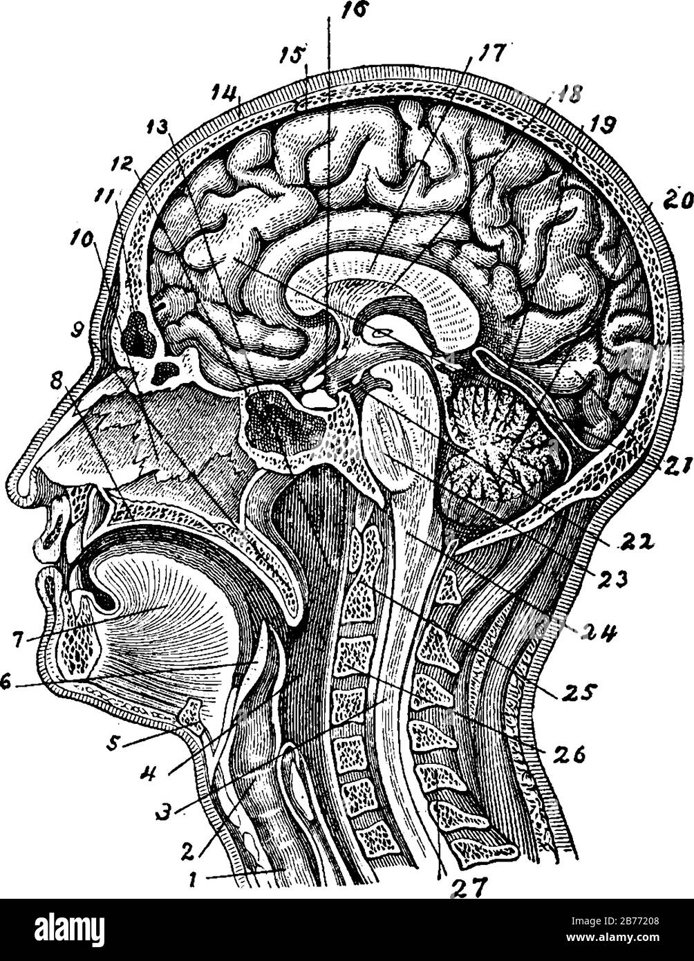 Die innere Struktur von Kopf und Hals des Menschen, die aus wichtigen Organen wie Gehirn, Nackenmuskulatur, Unterkiefer, Rückenwirbel und Nasenhöhle, V, bestehen Stock Vektor