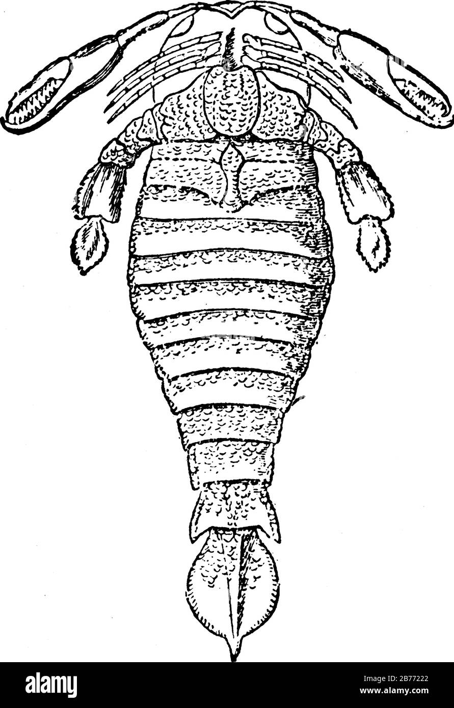 Pterygotus ist eine Gattung von Riesenräuberisch-eurypterid, einer aussterbenden Gruppe von aquatischen Arthopoden. Hier ist eine riesige fossile Kruste (Pterygotus anglic Stock Vektor