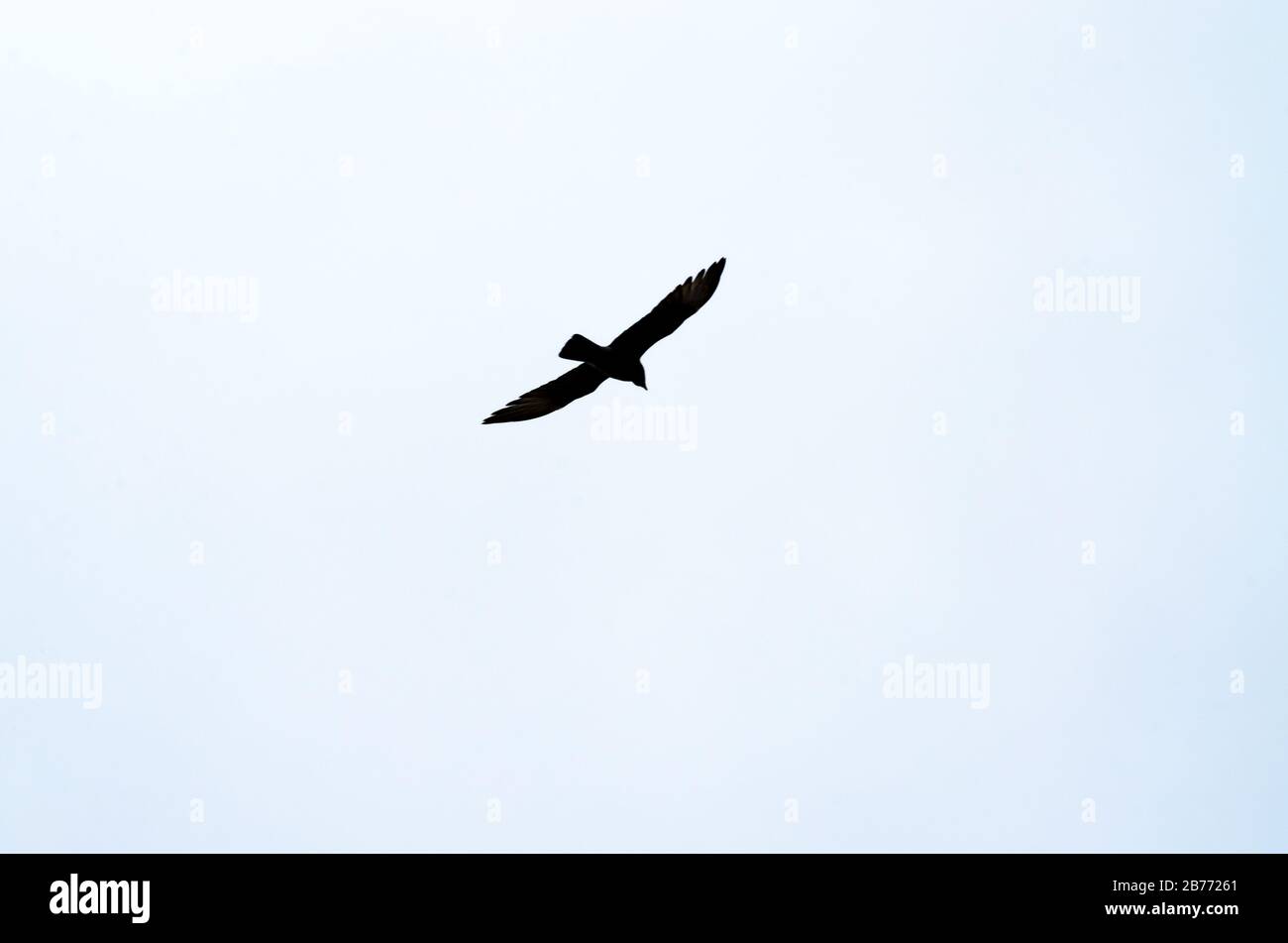 Silhouette eines Jagdvogels in einem gewaschenen Himmelskimmel Stockfoto