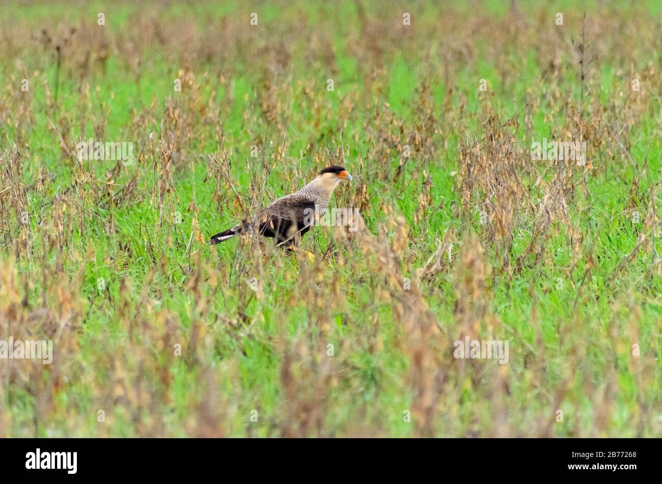 Caracara oder Carancho, die auf einer Plantage spazieren und etwas zu essen suchen Stockfoto