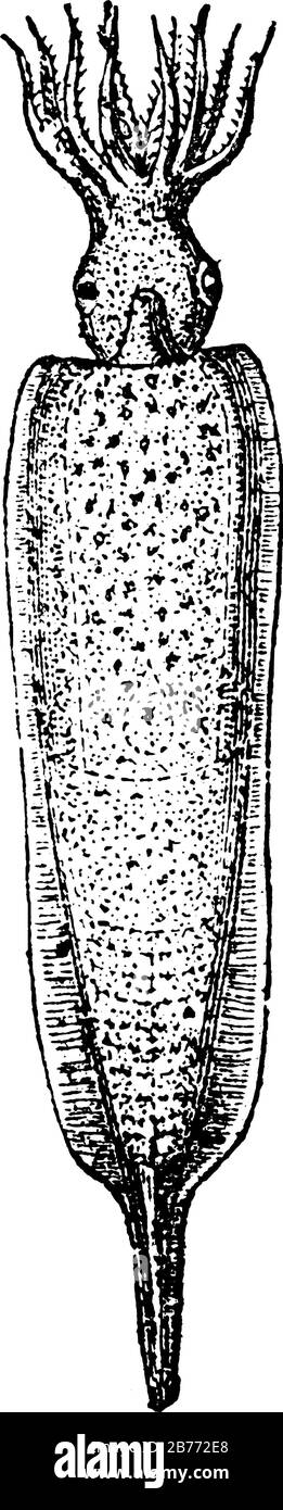 Belemnite (wiederhergestellt). Belemnitida (oder Belemniten) ist eine erloschene Ordnung von quietschartigen Kopffüßern, die von der Späten Trias bis Zur Späten Kreidezeit bestand Stock Vektor