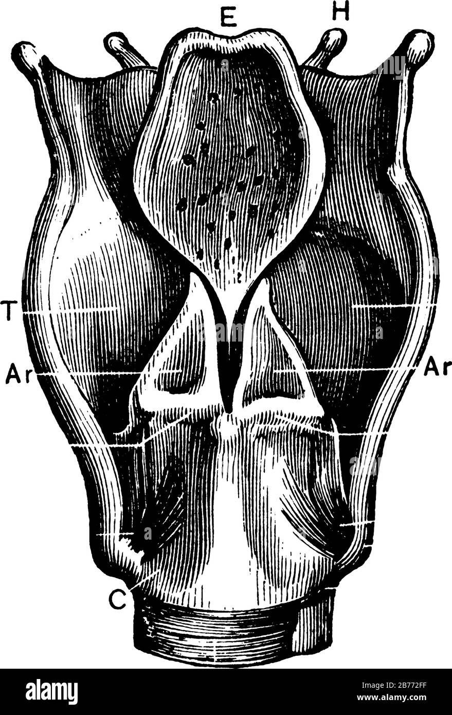 Zeigt T, Schilddrüsenknorpel: C, cricoid Knorpel; Tr, Trachea; H, hyoid Knochen; E, Epiglottis; I, Gelenk von Schilddrüsenknorpeln; Ar, arytenoid Knorpel, Stock Vektor